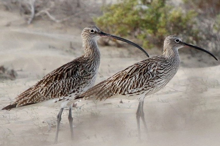 Birds in Umm Al Quwain